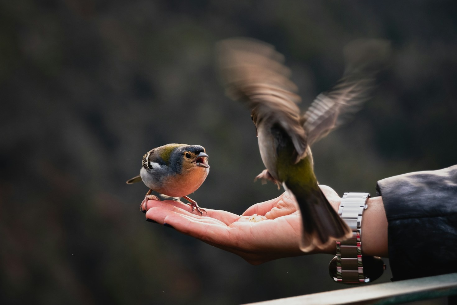 From Capture to Print: Lightroom Secrets for Feather Detail