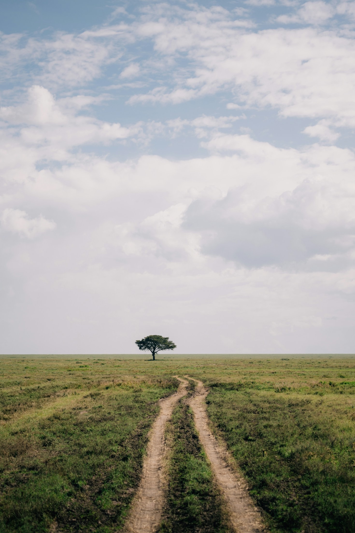 Backyard Birding: How to Create Safari-Quality Images at Home