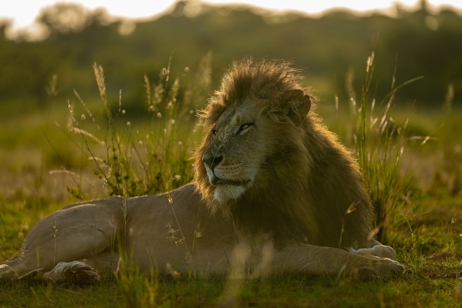 Photoshop Workflow Techniques for Flawless Wildlife Portraits